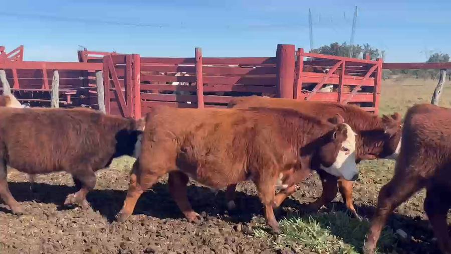 Lote 20 Terneros