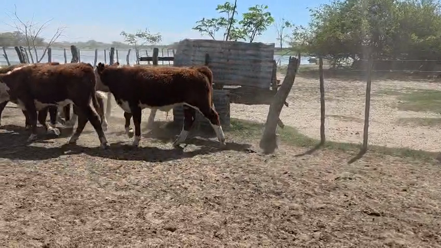 Lote 92 Terneros en Corrientes, Goya