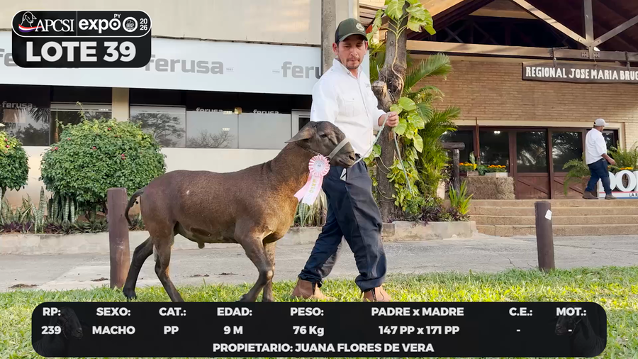 Lote LOTE 39 - BOZAL