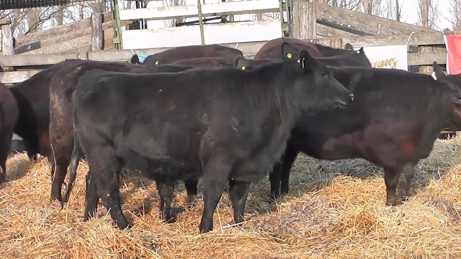 Lote """SAN BAUTISTA DEL SUR"" VAQUILLONAS MADRES ANGUS SELECCIONADAS CON GARANTÍA DE PREÑEZ"