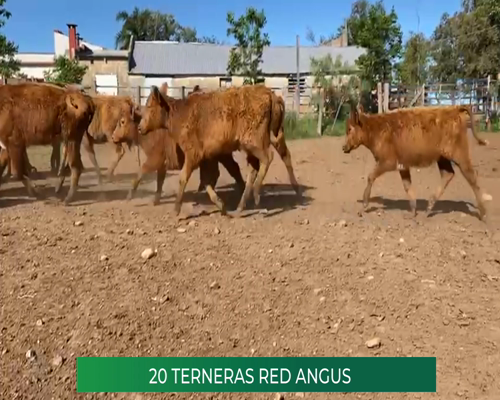 Lote 20 Terneras Red Angus