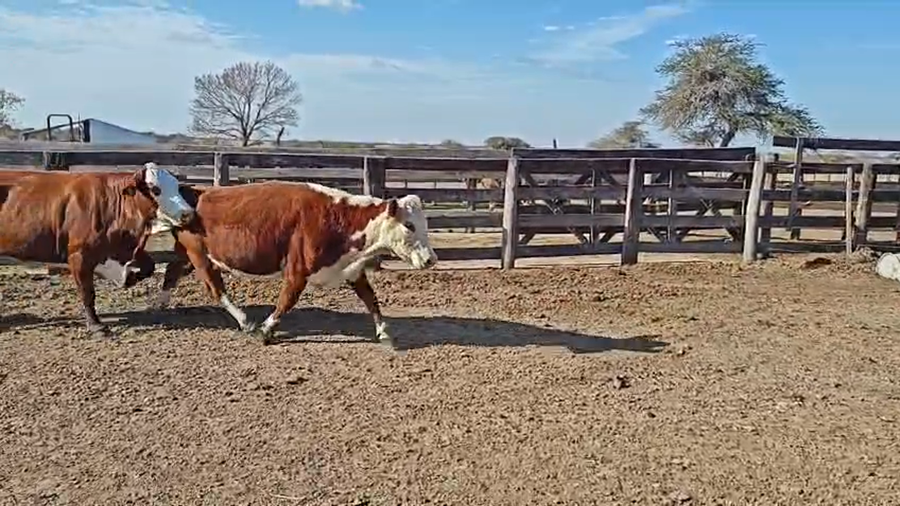 Lote 28 Vacas de invernar