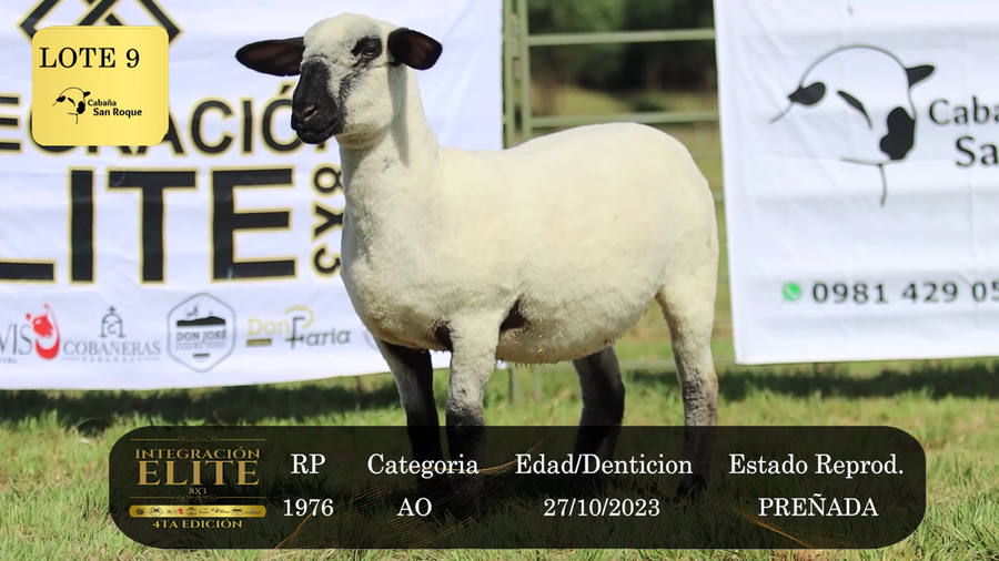 Lote LOTE 9