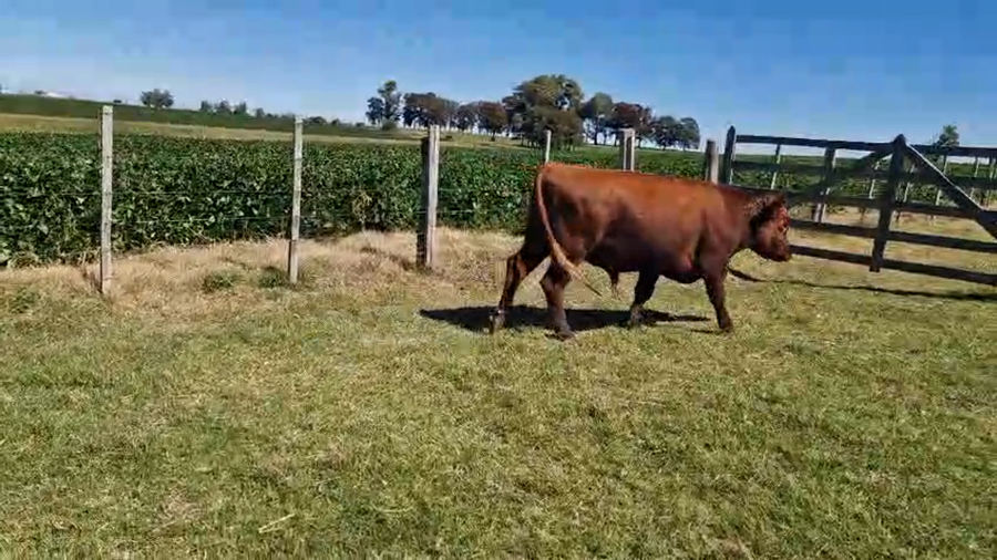 Lote 2 Toros a remate en Pantalla Camy, San José