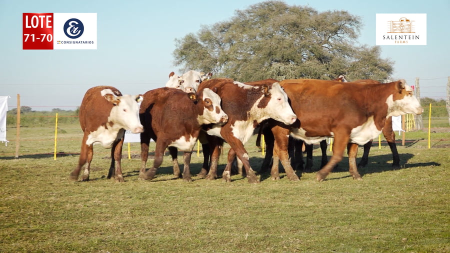 Lote LOTE 71/70 - VAQUILLAS BRAFORD GENERALES - S. COLECTIVO Y  IATF