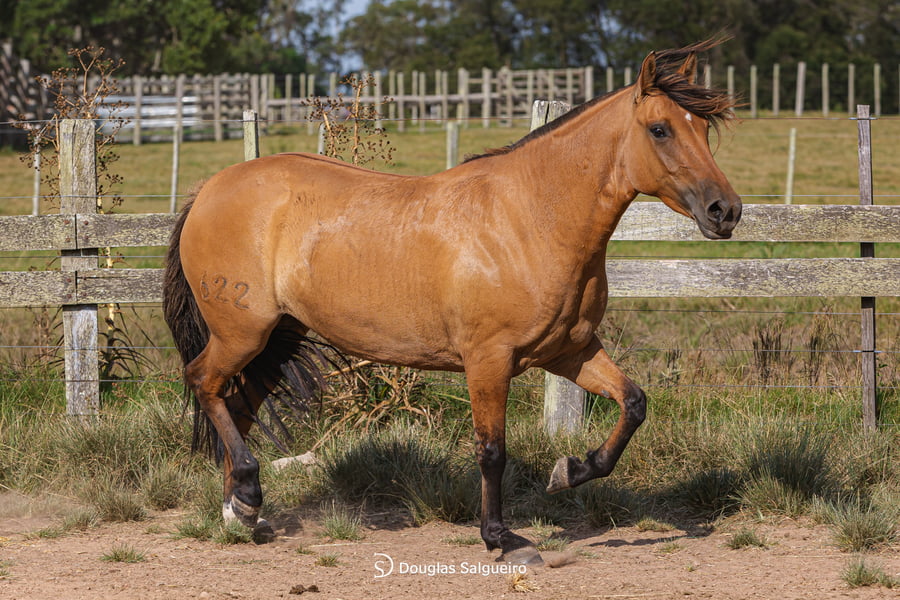 Lote TRANQUILA 622 DE LA CASELLA