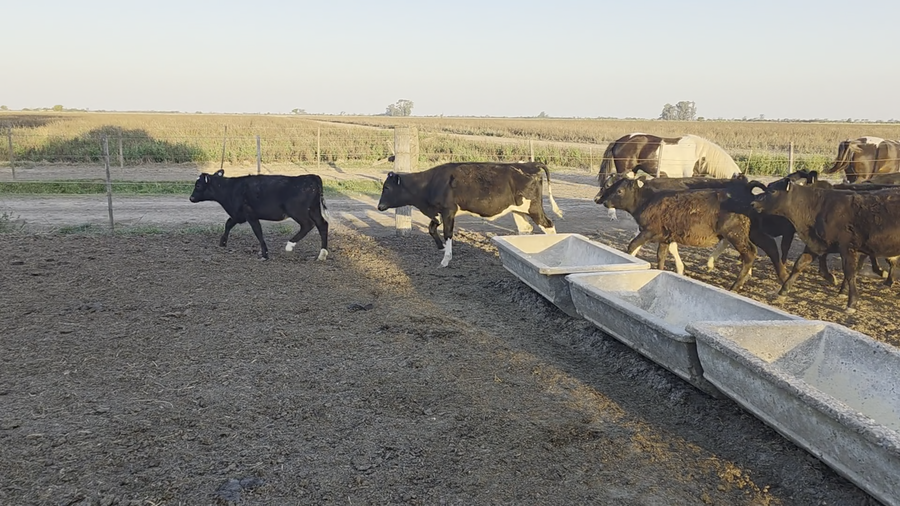 Lote 19 Terneros Cruza en Col. Valtelina, Córdoba