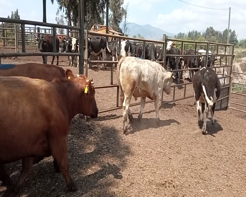 Lote 26 Novillo Engorda en Melipilla, Región Metropolitana