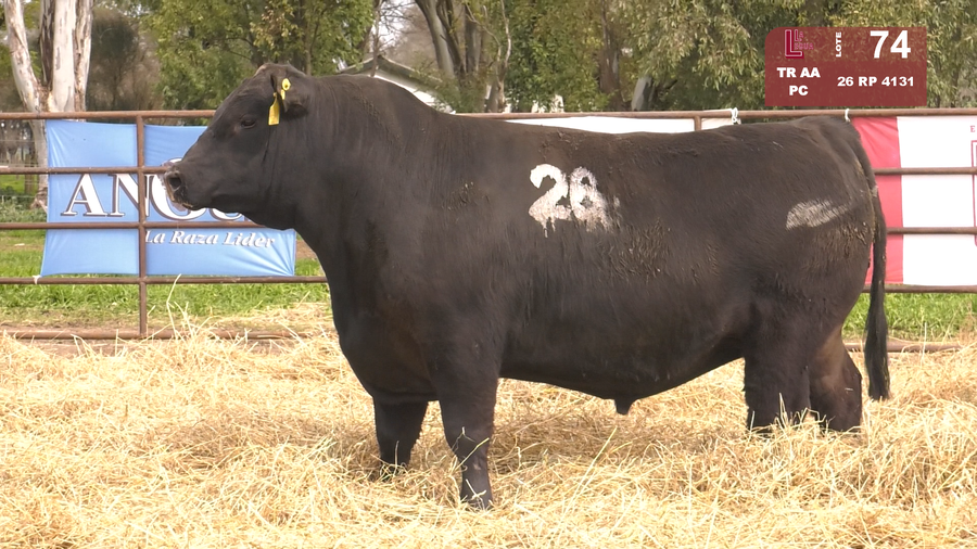 Lote TOROS ANGUS NEGROS  PC