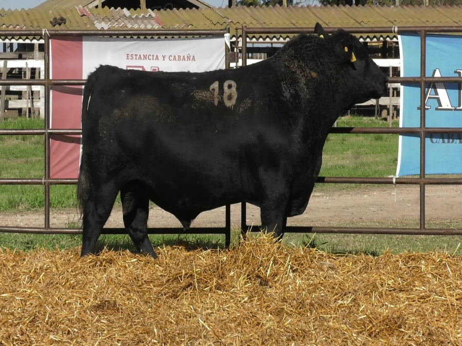Lote TOROS ANGUS NEGROS PC