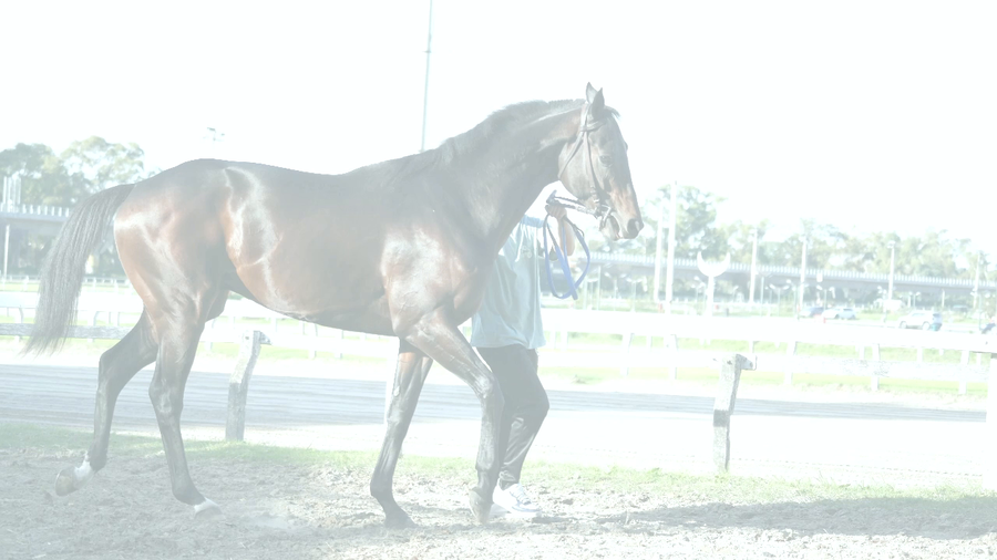 Lote EVROS TAMA (EVROS - BRETAMA)  Ganador de 2 carreras