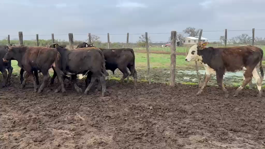 Lote 75 Terneros