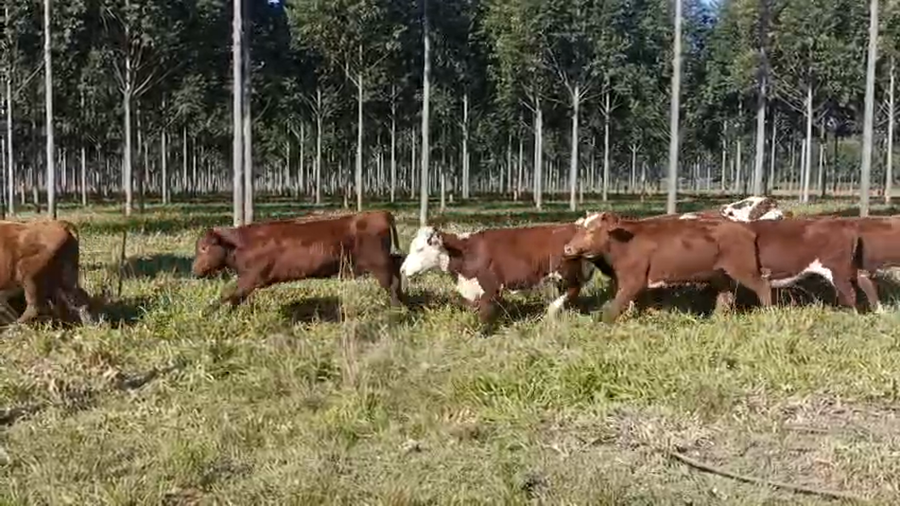 Lote 82 Novillitos