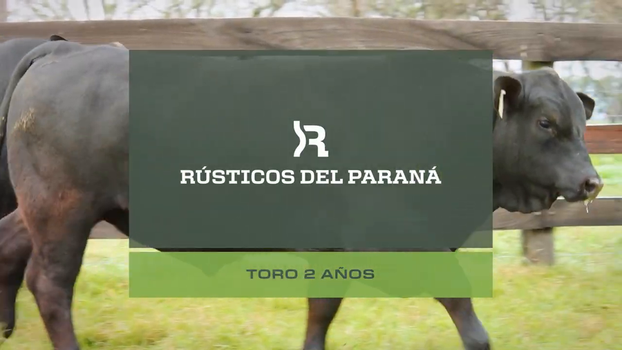 Lote Toros