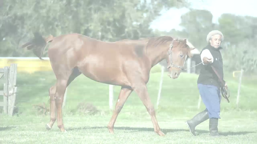 Lote APASIONADA KEY (DISTINCTIV PASSION -  GLAD TEARS KEY)