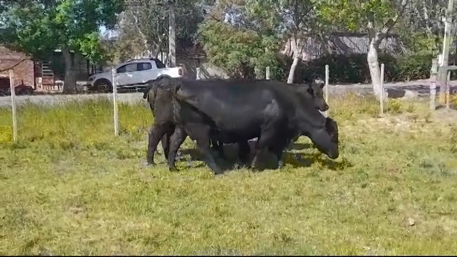 Lote 4 Vaquillonas Vacas Preñadas ANGUS a remate en Remate Presencial en OMBUES DE LAVALLE