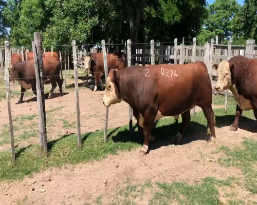 Lote 2 Toros en Cerro Largo, Cerro Largo