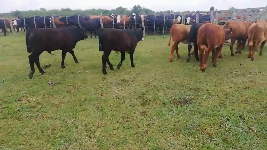 Lote 65 Terneros/as en Federal, Entre Ríos