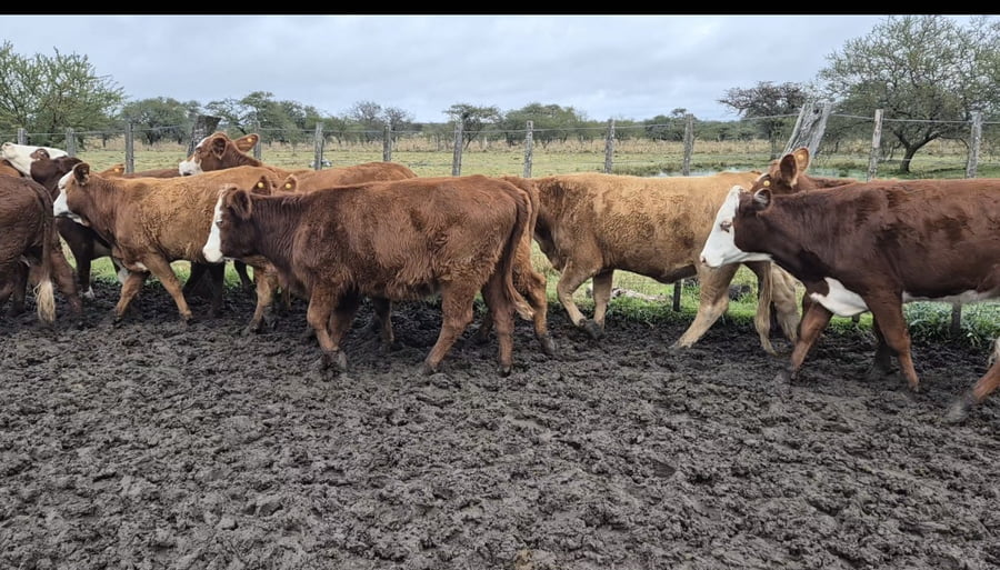 Lote 112 Vaquillonas en Corrientes, Curuzu Cuatia
