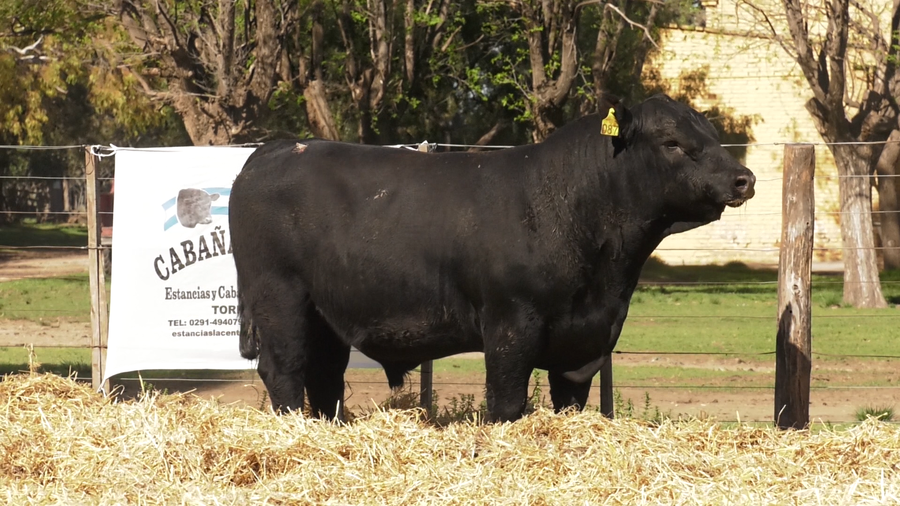 Lote TOROS PUROS CONTROLADOS