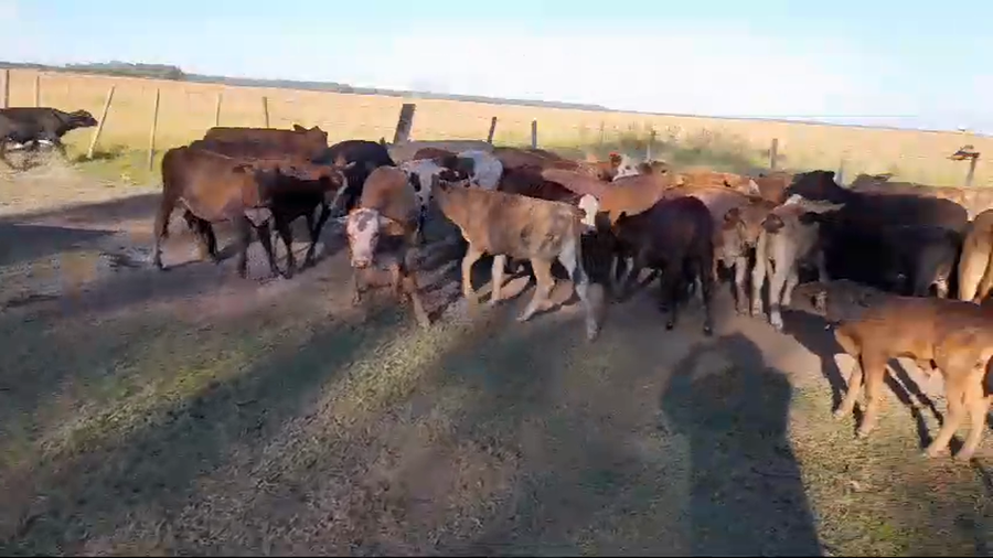 Lote 130 Terneros/as en Corrientes, Ituzaingó