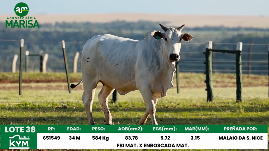 Lote Lote 38