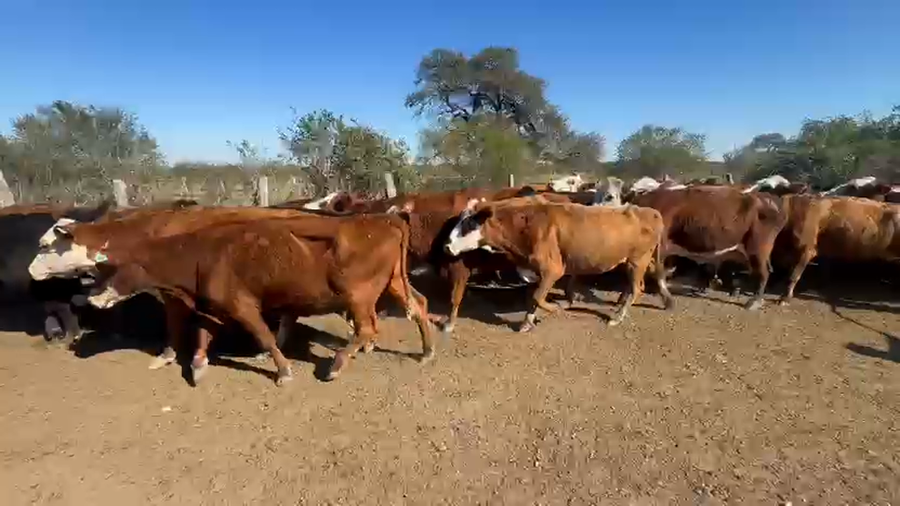 Lote 90 Vacas de invernar