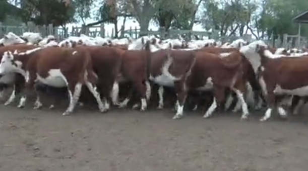 Lote (Vendido)79 Vaquillonas Vacas Preñadas 100% HE a remate en 221˚ Remate Plaza Rural 350kg - , Durazno