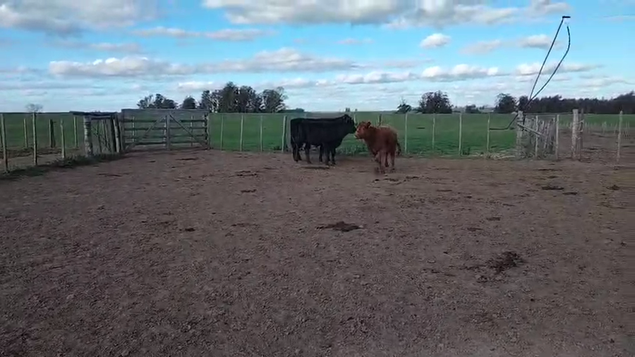 Lote 3 Novillos a remate en Pantalla Aniversario - Escritorio Camy, San José