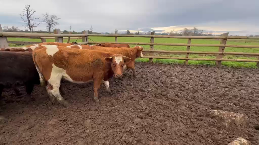 Lote 55 Vaquilla Engorda en Perquenco, IX Región Araucanía