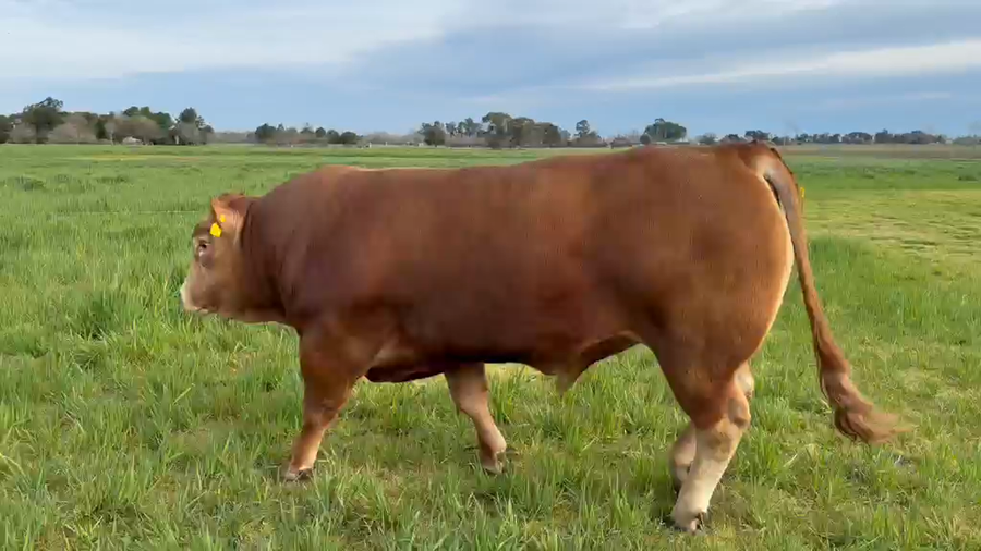 Lote Toros Puro de PEDIGREE