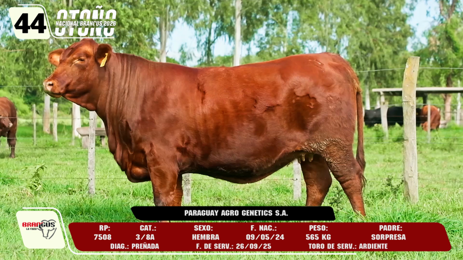 Lote LOTE 44 -DE CAMPO