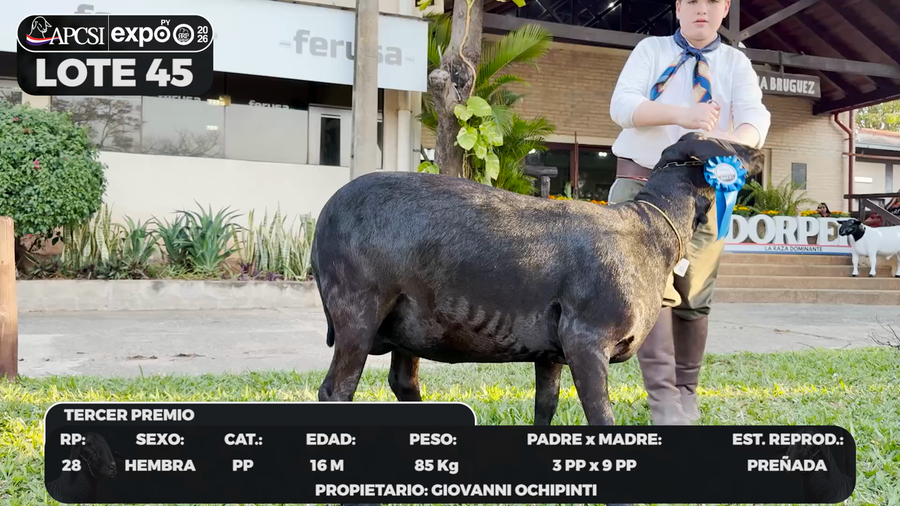 Lote LOTE 45 - BOZAL