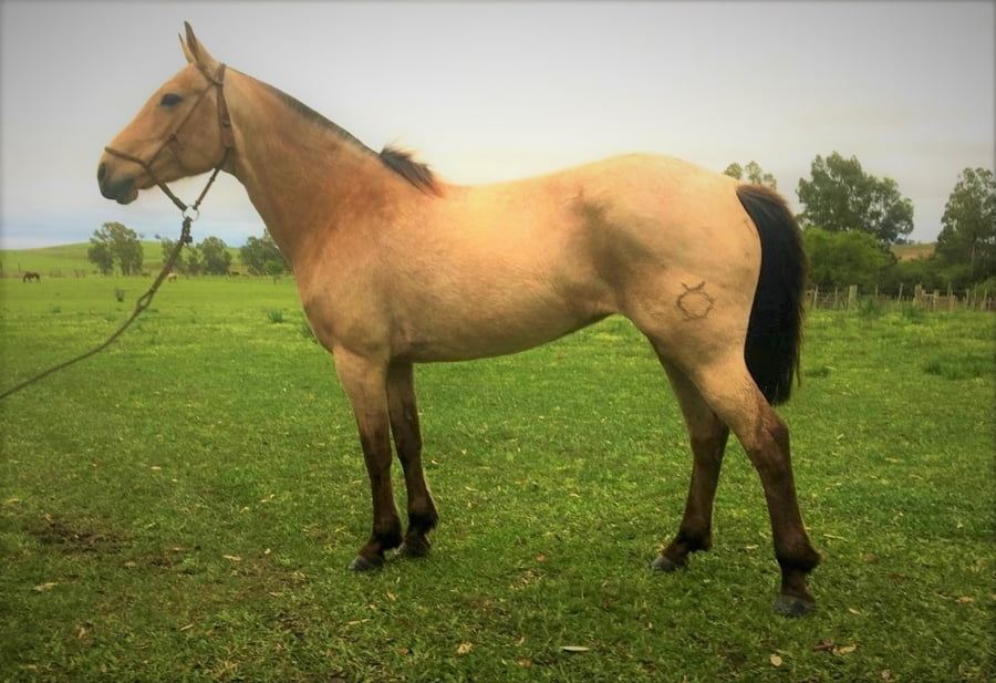 Lote Cabaña "La Pastoril" - RP 99 - Macumbera de La Pastoril