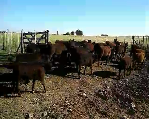 Lote 56 Terneros/as en Laprida, Buenos Aires