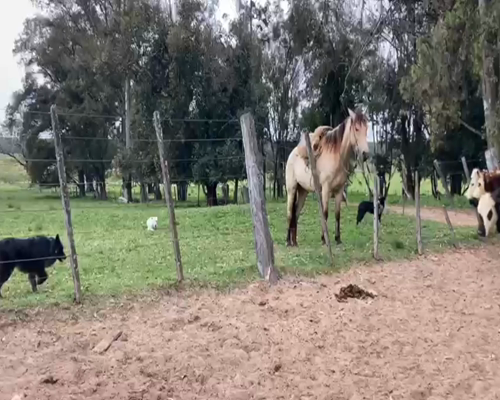 Lote 19 Vaquillonas 1 a 2 años en Paysandú