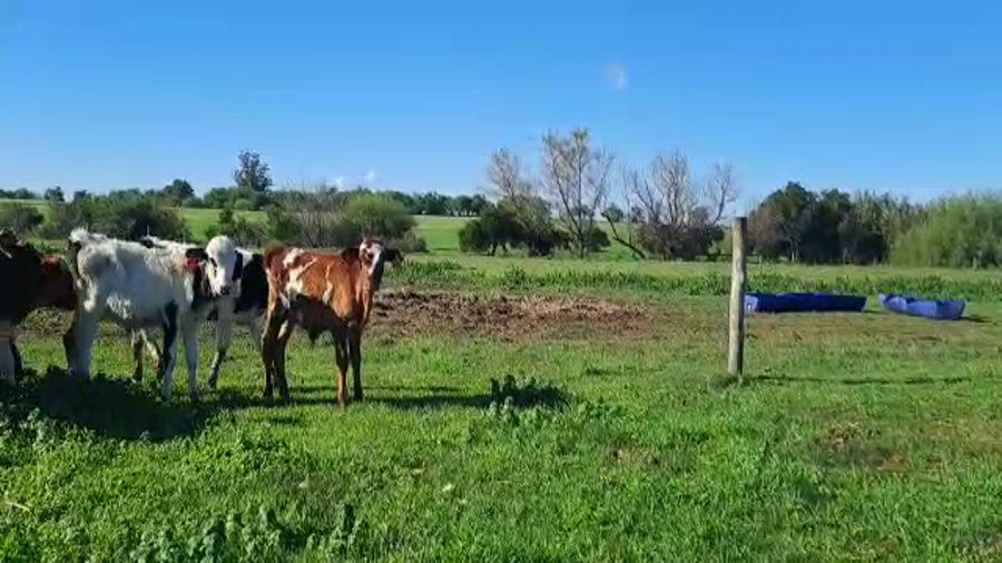 Lote 9 Terneros