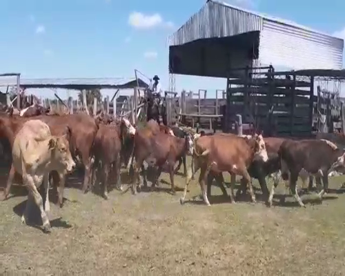 Lote 70 Novillitos en Esquina, Corrientes