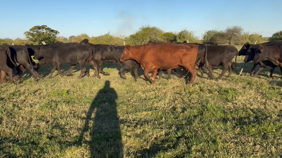 Lote 35 Vacas de invernar