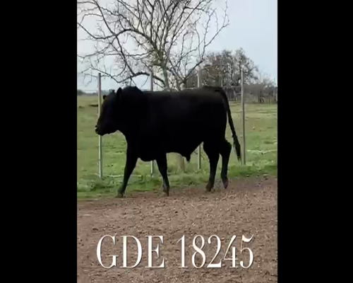 Lote 1 Toros en Punta Indio, Buenos Aires