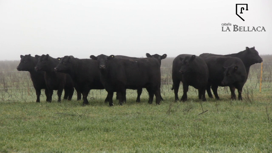 Lote VAQUILLONAS ANGUS MAS - LA BELLACA