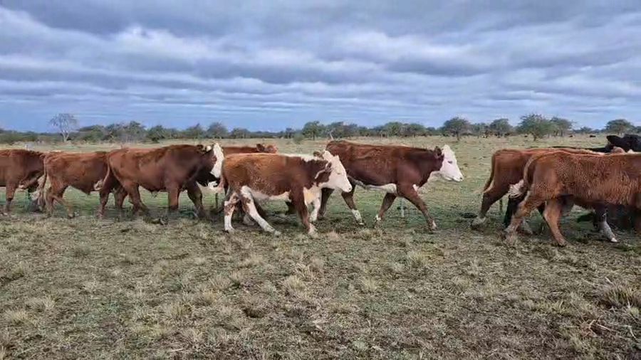 Lote 270 Novillos en Corrientes, Curuzú-Cuatiá