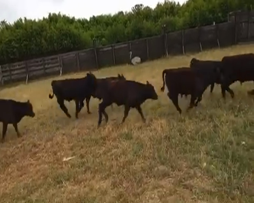 Lote 65 Terneros en Gral. Rodríguez, Buenos Aires