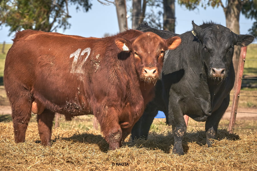 Lote Toros PC Cabaña Tres Molinos