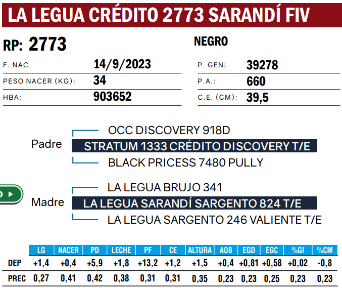 Lote TOROS ANGUS  PP