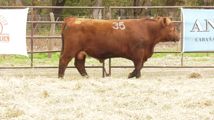Lote TOROS ANGUS COLORADOS  PC
