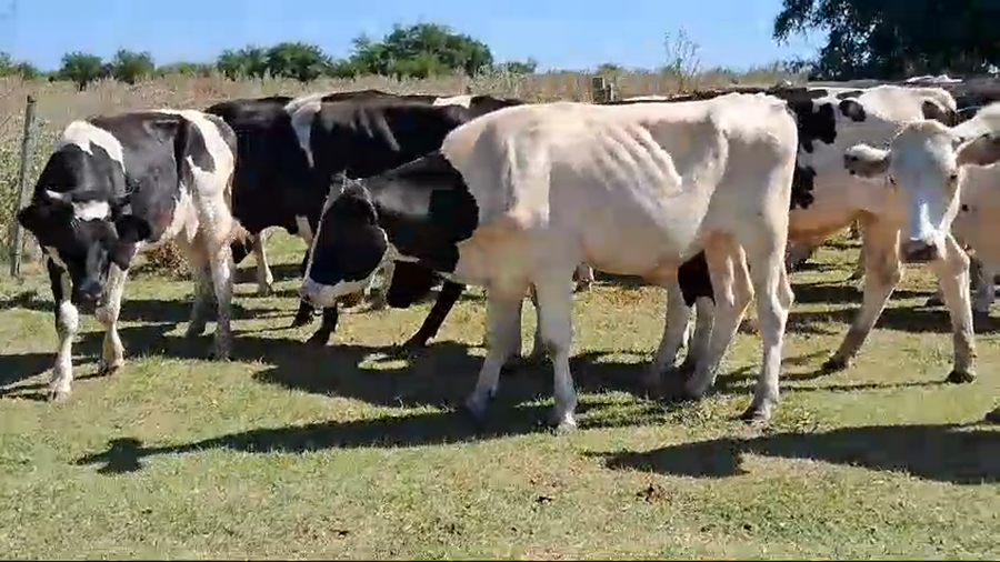 Lote 30 Novillos Holando a remate en Pantalla Camy en Rincon de la Torre