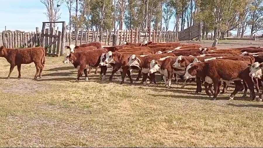 Lote 140 Terneras