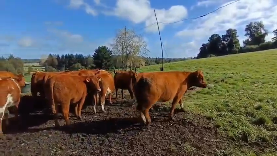 Lote 25 Vaquilla Engorda en XIV Región Los Ríos, Río Bueno