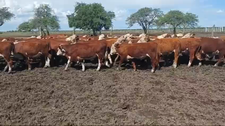 Lote 60 Novillitos en Entre Ríos, Villaguay